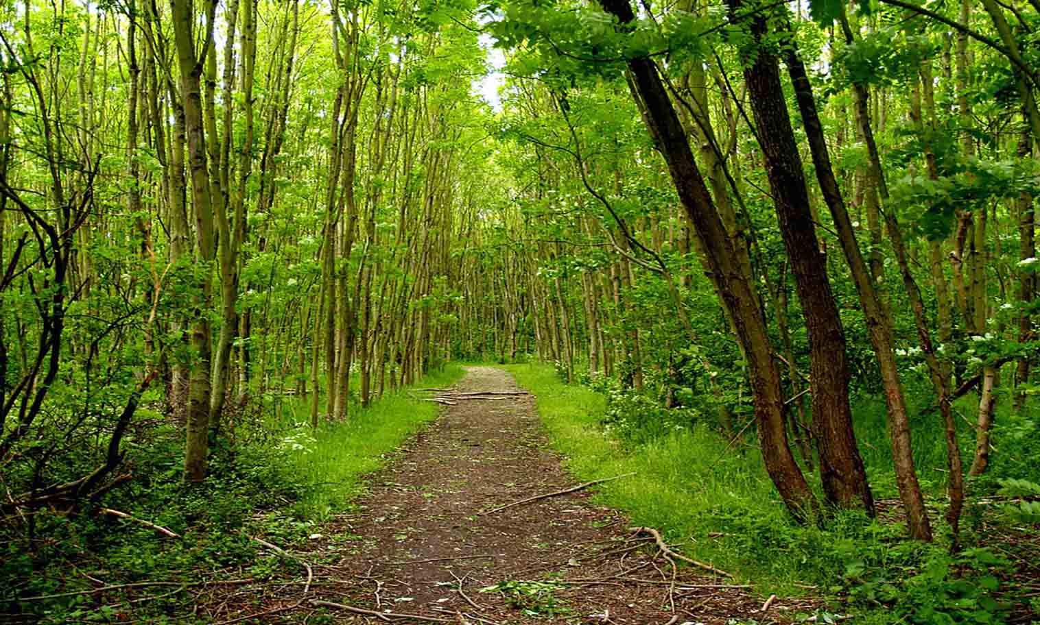Zoetermeer’s Groene Hart: Ontdek de Stadsparken en Natuurreservaten